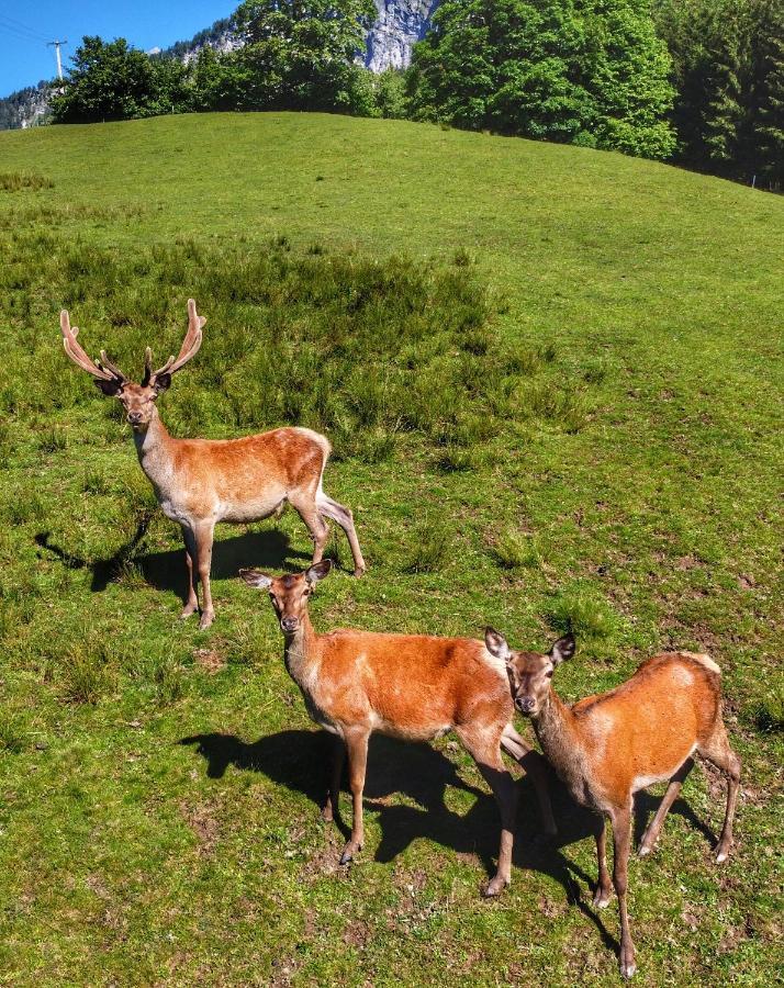 Berghof Haselsberger Hotel Sankt Johann in Tirol Luaran gambar