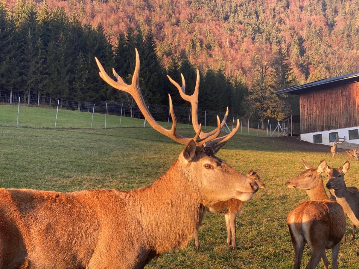 Berghof Haselsberger Hotel Sankt Johann in Tirol Luaran gambar