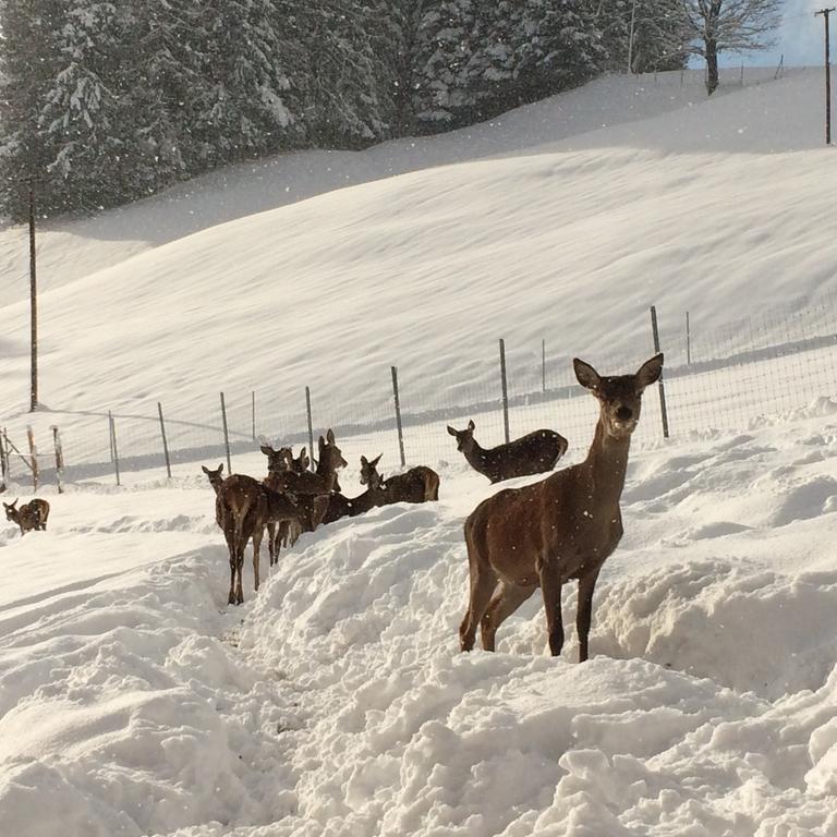 Berghof Haselsberger Hotel Sankt Johann in Tirol Luaran gambar