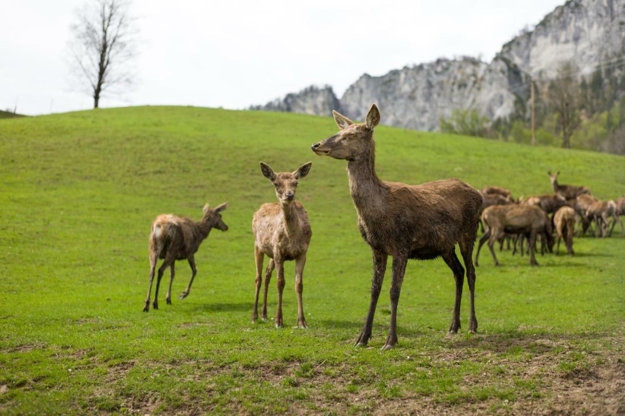 Berghof Haselsberger Hotel Sankt Johann in Tirol Luaran gambar